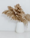 Pampas grass in white ceramic vase against wall. Still life bouquet Royalty Free Stock Photo