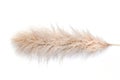 Pampas grass on white background