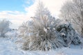 Pampas grass in the winter Royalty Free Stock Photo