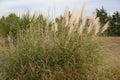 pampas grass