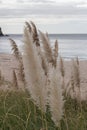 Pampas grasses close up with sea on backgrounds, New Zealand