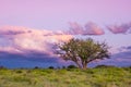 Landscape in La Pampa Argentina at sunset, La Pampa province, Royalty Free Stock Photo