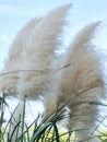 Pampas plumes in the wind