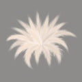 Pampas silver grass starshaped bouquet on grey background. Vector illustration. stellar composition ornamental fluffy