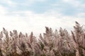 Pampas tall golden grass against cloudy background sky. Reeds sway on the wind Royalty Free Stock Photo