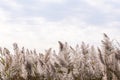 Pampas tall golden grass against cloudy background sky. Reeds sway on the wind Royalty Free Stock Photo