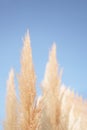 Pampass grass against blue sky Royalty Free Stock Photo