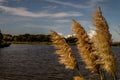 Pampas grass blowing in wind Royalty Free Stock Photo