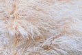 Pampean grass or cortaderia. Natural background from cortaderia. Royalty Free Stock Photo