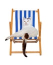 Pampered cat on a deckchair Royalty Free Stock Photo