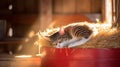 Pampered Cat Sleeping in Cozy Red Barn Royalty Free Stock Photo