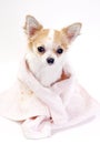 Pampered Chihuahua dog wrapped in pink towel