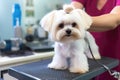 Pampered Dog Getting Stylish Haircut With Precision And Care. Generative AI