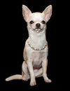 Spoiled Chihuahua Dog Wearing Fancy Necklace
