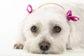 Pampered Pooch Royalty Free Stock Photo