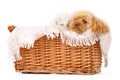 Pampered pooch Royalty Free Stock Photo