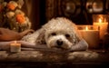 Pampered Pooch Bichon Frise Enjoying Spa Time. Generative AI Royalty Free Stock Photo