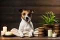 Pampered pooch. Cute canine Jack Russell enjoying spa treatments with space for custom text and branding Royalty Free Stock Photo