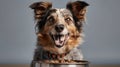 Pampered Pooch: Delighted Dog Enjoying a Hearty Meal. Smiling happy dog standing in front of bowl with dog food on plain
