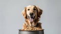 Pampered Pooch: Delighted Dog Enjoying a Hearty Meal. Smiling happy dog standing in front of bowl with dog food on plain