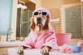 Pampered Pooch Wearing a Pink Robe, Bath Cap and Sunglasses. Royalty Free Stock Photo