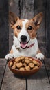 Pampered pup treats in bowl on wooden surface, canine delight