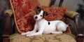 Pampered Puppy Relaxing on Chair Royalty Free Stock Photo