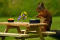 Squirrel, Sciurus vulgaris, who got her own breakfast table with flowers and food served on a garden table Royalty Free Stock Photo