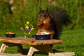 Squirrel, Sciurus vulgaris, who got her own breakfast table with flowers and food served on a garden table Royalty Free Stock Photo