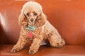 Pampered Toy Poodle