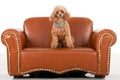 Pampered Toy Poodle