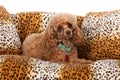 Pampered Toy Poodle