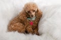 Pampered Toy Poodle