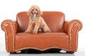 Pampered Toy Poodle Royalty Free Stock Photo