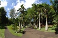 Pamplemousses Botanical Garden, palms Royalty Free Stock Photo