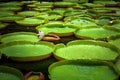 Pamplemousses botanical garden, pond with Victoria Amazonica Giant Water Lilies Royalty Free Stock Photo