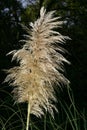Pampas grass seed head Royalty Free Stock Photo