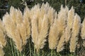 Pampus grass in the sunshine