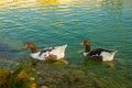 PAMUKKALE, TURKEY: Ducks in a pond in a Nature Park on a sunny morning in Pamukkale. Royalty Free Stock Photo