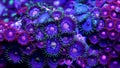 Zoanthid soft corals underwater