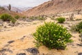 Pan de Azucar National Park, in the Atacama Desert is the best p Royalty Free Stock Photo
