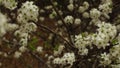 Pan of a Dogwood treen in full bloom in Spring