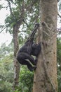 Pan-hooting chimpanzee