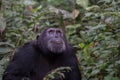 Pan-hooting chimpanzee Pan troglodytes