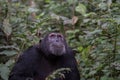 Pan-hooting chimpanzee Pan troglodytes