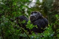 Pan-hooting chimpanzee Pan troglodytes