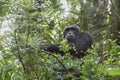 Pan-hooting chimpanzee Pan troglodytes