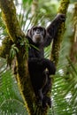 Pan-hooting chimpanzee Pan troglodytes