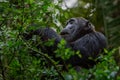 Pan-hooting chimpanzee Pan troglodytes