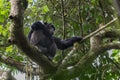 Pan-hooting chimpanzee Pan troglodytes